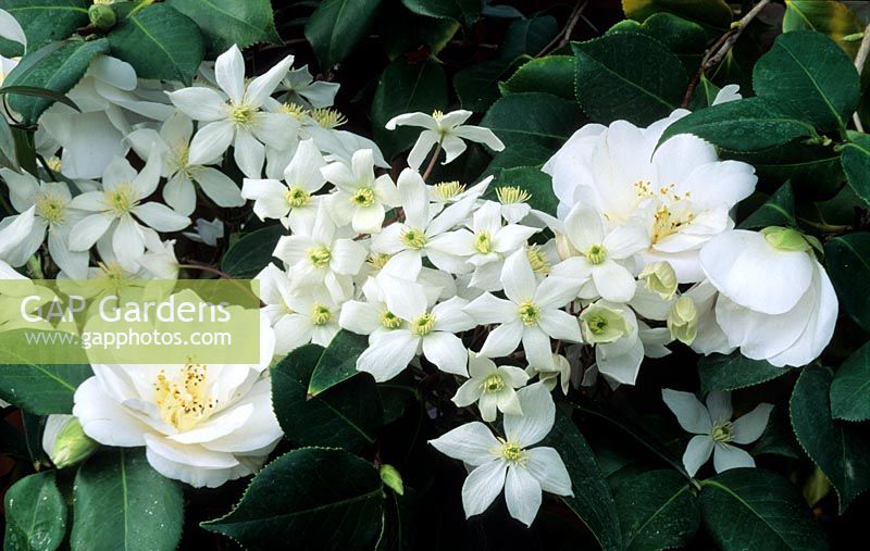 Clematis armandii poussant à travers le Camellia japonica blanc 'Nobilissima'