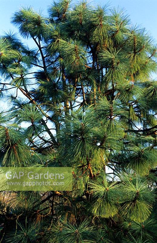 Pinus engelmannii