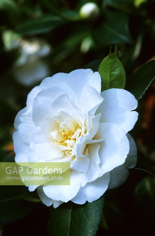 Camellia x williamsii ETR Carlyon