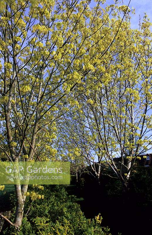 Tilford Cottage Surrey Rangée d'Acer platanoides Drummondii de chaque côté de l'herbe au printemps