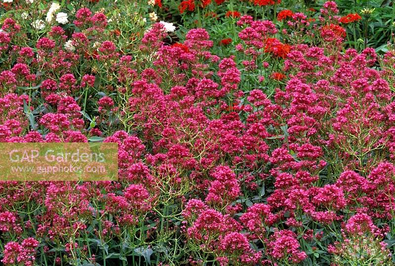 valériane rouge Centranthus ruber var coccineus