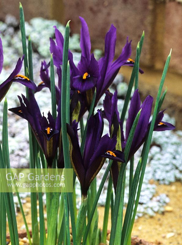 Iris reticulata JS Dijt