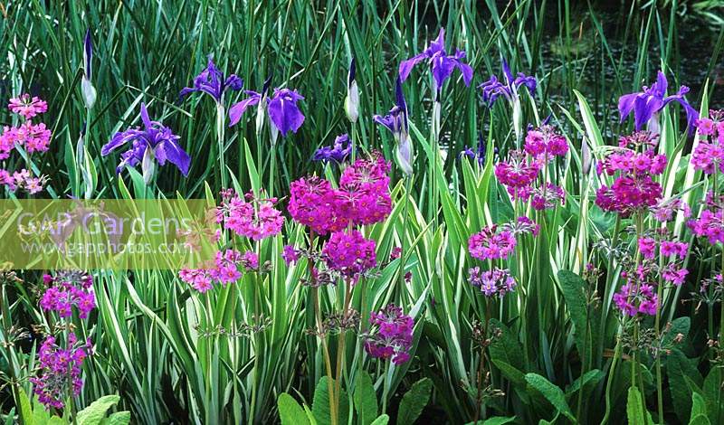 Iris laevigata Variegata et Primula pulverulenta à côté de l'étang