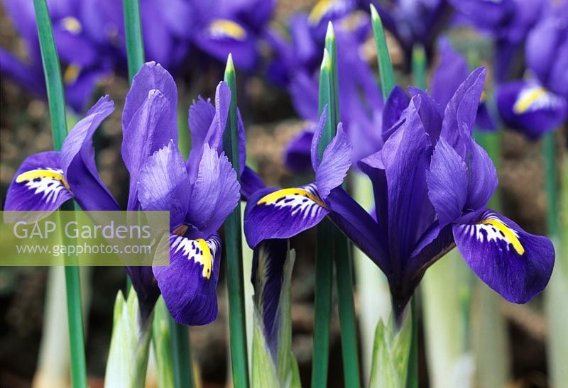 Iris reticulata Joyce