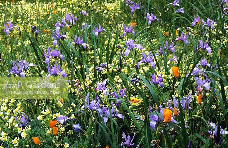 Strybing Arboretum San Francisco prairie plantation de prairie d'Iris douglasiana Limnanthes douglasii Eschscholzia californica