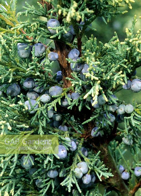 Baies de genièvre Juniperus x media Soufre Spray