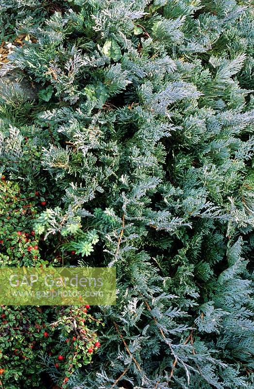 genévrier prostré Juniperus horizontalis et Cotoneaster microphyllus