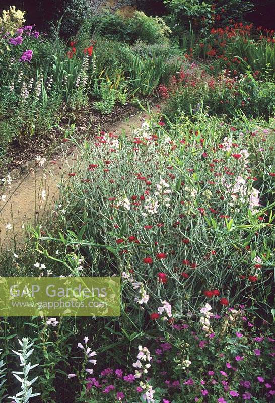 Munstead Wood Surrey Gertrude Jekyll le jardin d'été avec Lathyrus latifolius Blushing Bride escalade à travers les vivaces
