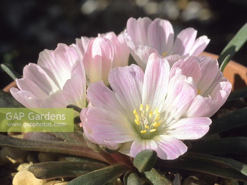 Lewisia brachycalyx Sally Walker