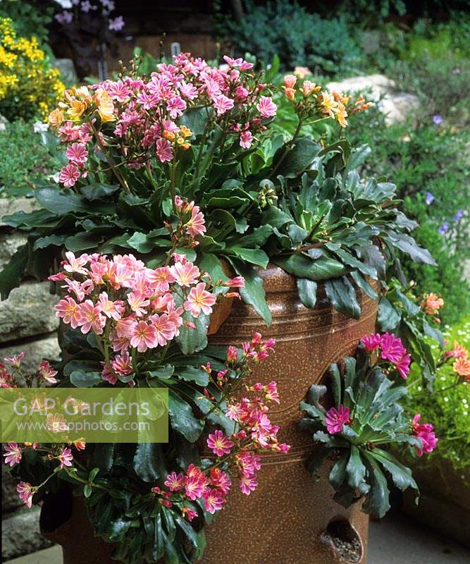 Hybrides de Lewisia cotyledon en pot