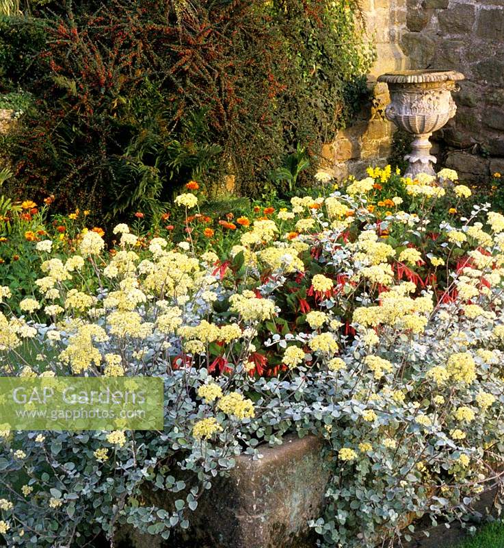 Preen Manor Shropshire Helichrysum italicum en auge Fuchsia Calendula Coteneaster horizontalis urne