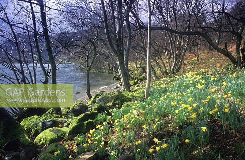 Wordsworth s Jonquilles Narcissus pseudonarcissus Ullswater Lake District