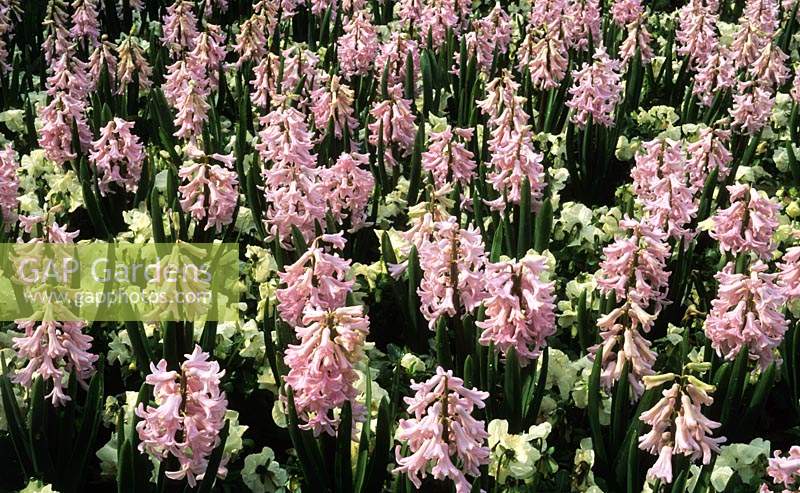 Hyacinth Hyacinthus orientalis Rosette avec des pensées universelles blanches