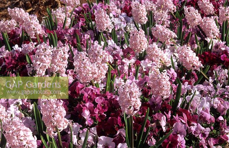 Hyacinth Hyacinthus orientalis Pink Pearl avec des pensées universelles roses