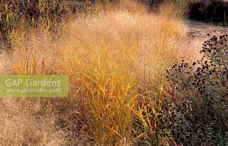 RHS Wisley Surrey design Piet Oudolf plantation de prairies avec des herbes et des vivaces après couleur Panicum virgatum Rehbraun Descha
