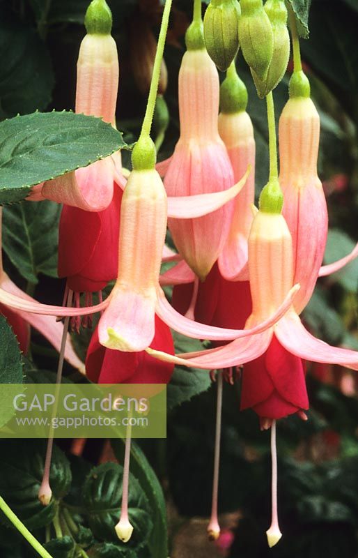 Fuchsia Le président