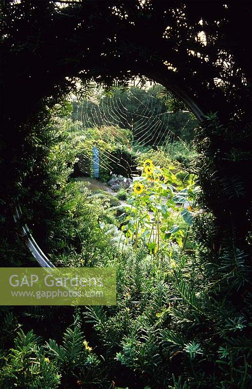 Tilford Cottage Surrey Vue du jardin d'herbes à travers la fenêtre circulaire dans les toiles d'araignées de tournesols de haies d'if