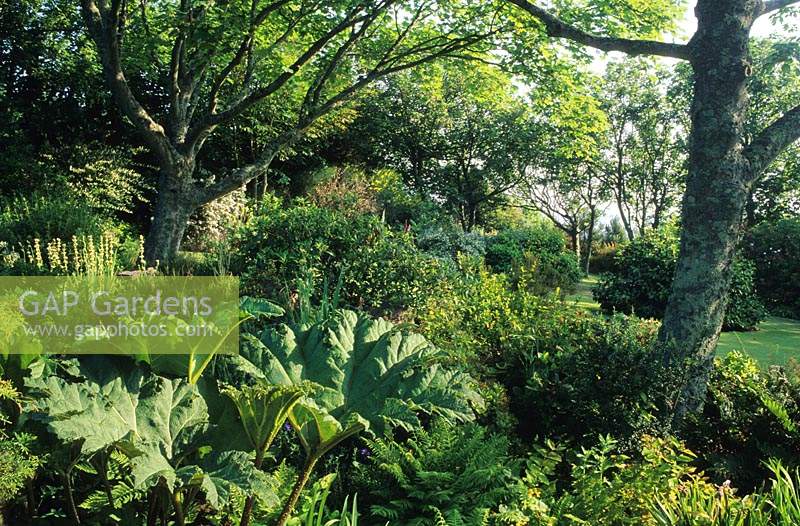 Jardin privé Sark Channel Isles Gunnera manicata dans la tourbière des bois orme de jardin Ulmus procera