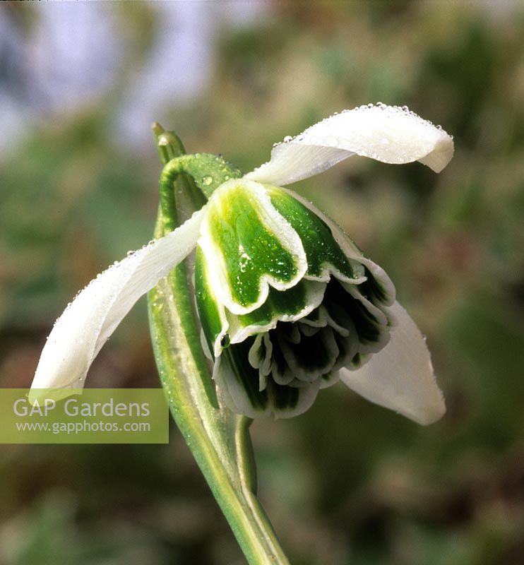 perce-neige Galanthus nivalis Cordelia
