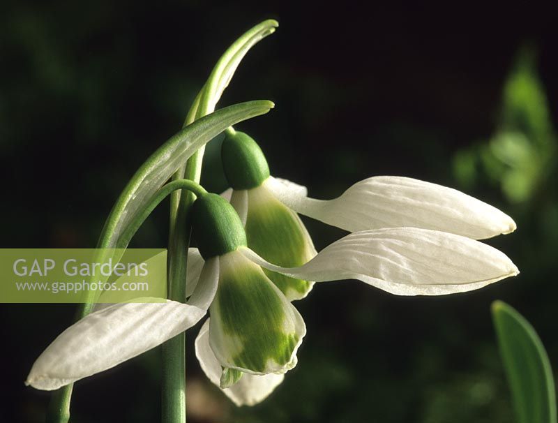 perce-neige Galanthus elwesii