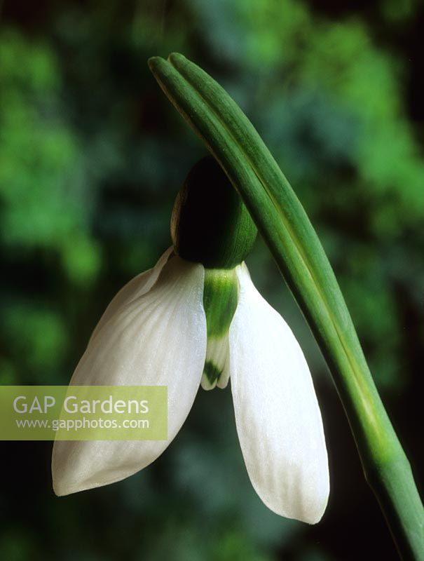 perce-neige Galanthus elwesii