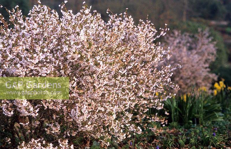 cerisier à fleurs naines Prunus incisa Kojo no mai