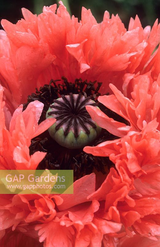 pavot oriental Papaver orientale Prinz Eugen