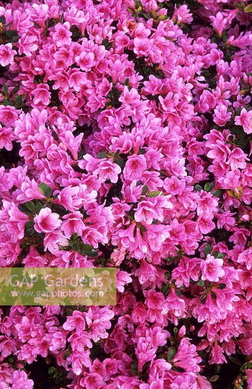azalée Rhododendron Kirin