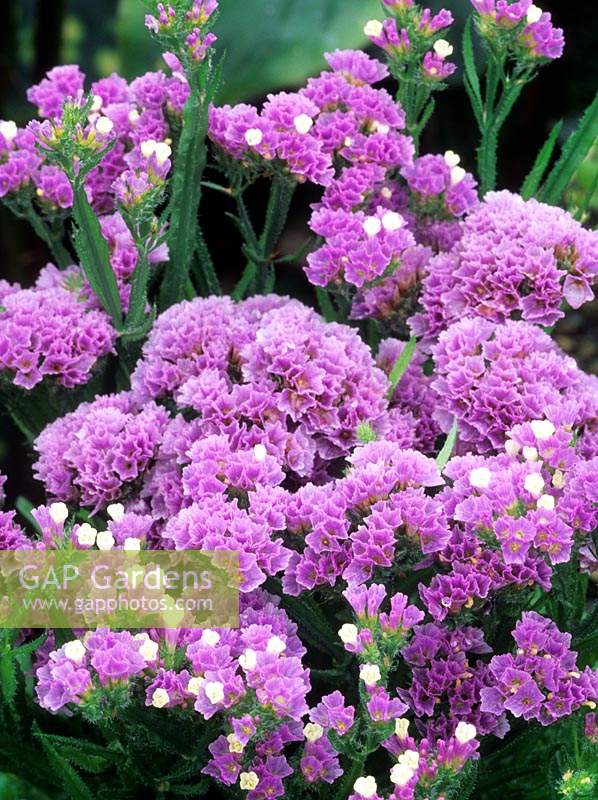 Statice Limonium Petite Bouquet série violet lilas
