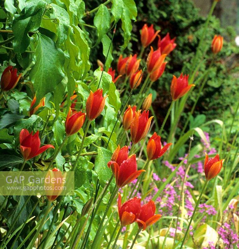 espèce de tulipe Tulipa sprengeri