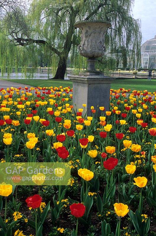 Kew Gardens Surrey tulip Tulipa Beauty of Apeldoorn