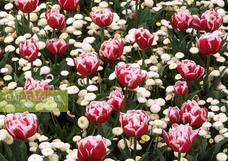 Tulipes annuelles de printemps Tulipa Hermone avec Bellis Medicis White