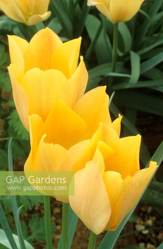 tulipe naine Tulipa linifolia 'Bright Gem'