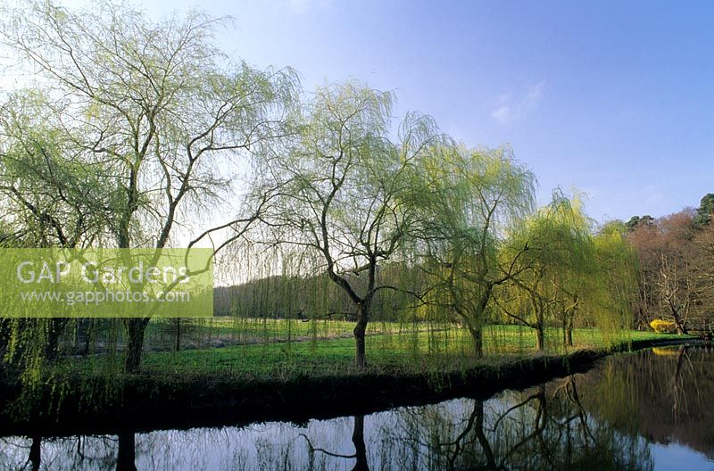 Rangée de saules pleureurs Salix babylonica poussant à côté de la rivière Wey Surrey