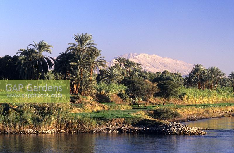 Palmiers dattiers le long des rives du Nil près de Louxor Egypte