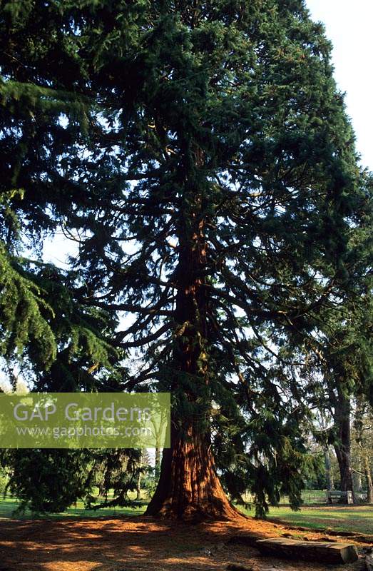 Séquoia géant séquoia Sequoiadendron giganticum