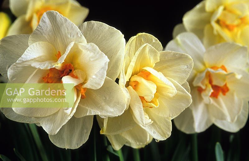 jonquille narcisse fleur record jonquilles fleurs jaunes fleur de printemps
