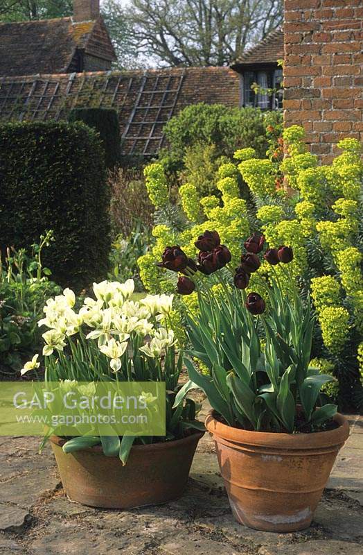 Vann Surrey Tulipes en pots Tulipa Queen of The Night et Spring Green