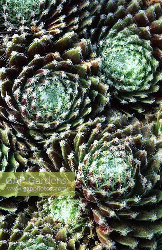 houseleek Sempervivum Sprite