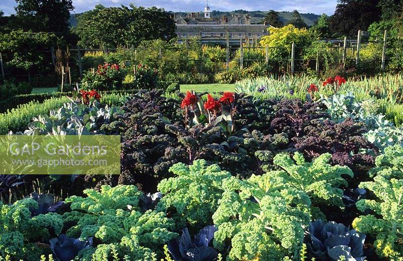 Parham Sussex jardin potager ornemental clos Kale Red Bor Caulo Nero Ditoscastano nain vert frisé