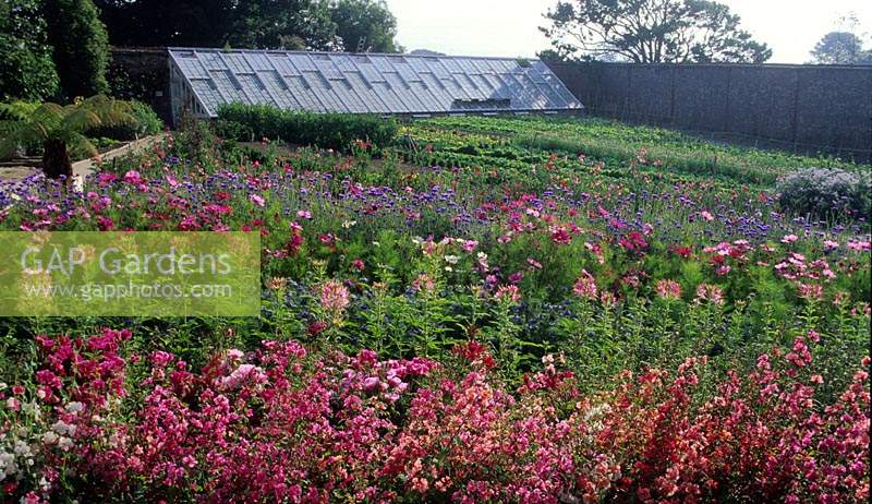 Les jardins perdus de Heligan Cornwall jardin de fleurs coupées avec des annuelles d'été colorées