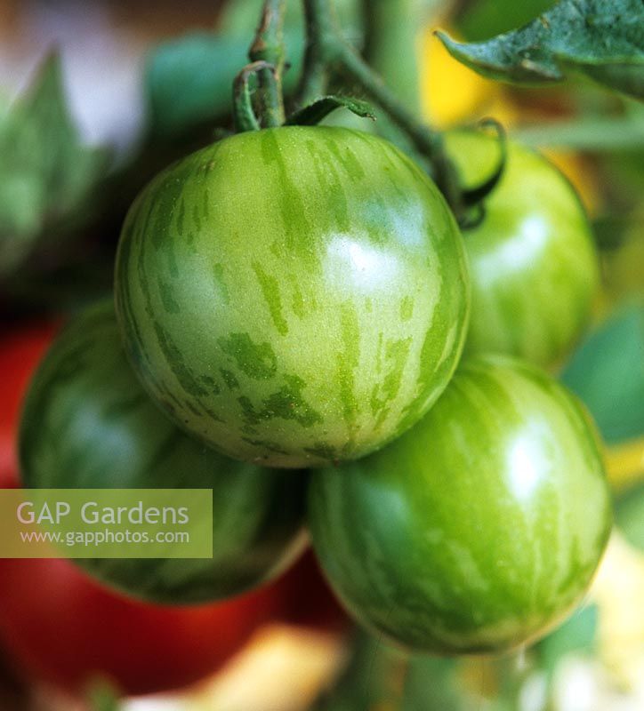 tomate Tigerella légume d'automne marquages distinctifs