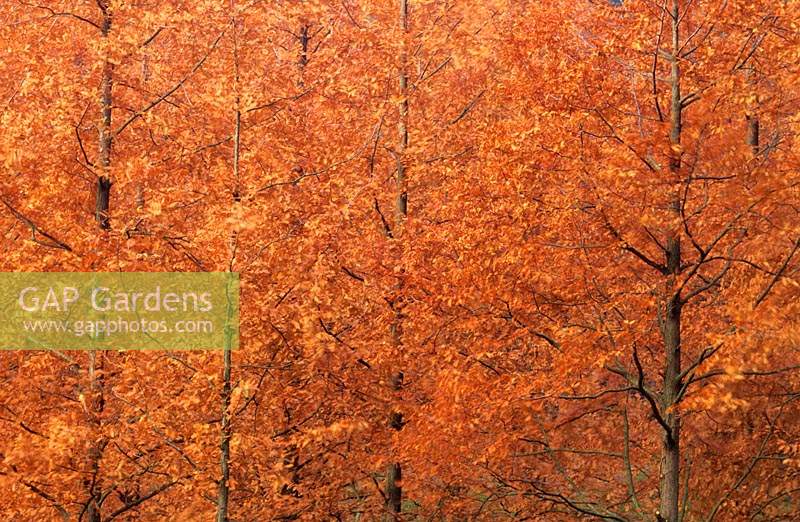 Valley Gardens Surrey aube séquoia Metasequoia glyptostoboides automne conifère à feuilles caduques orange