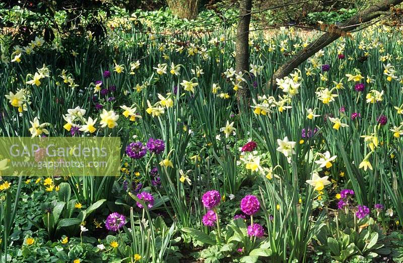 RHS Wisley Surrey woodland garden au printemps Narcisse mardi's Child Primula denticulata fleur de printemps jaune jonquilles fleurs