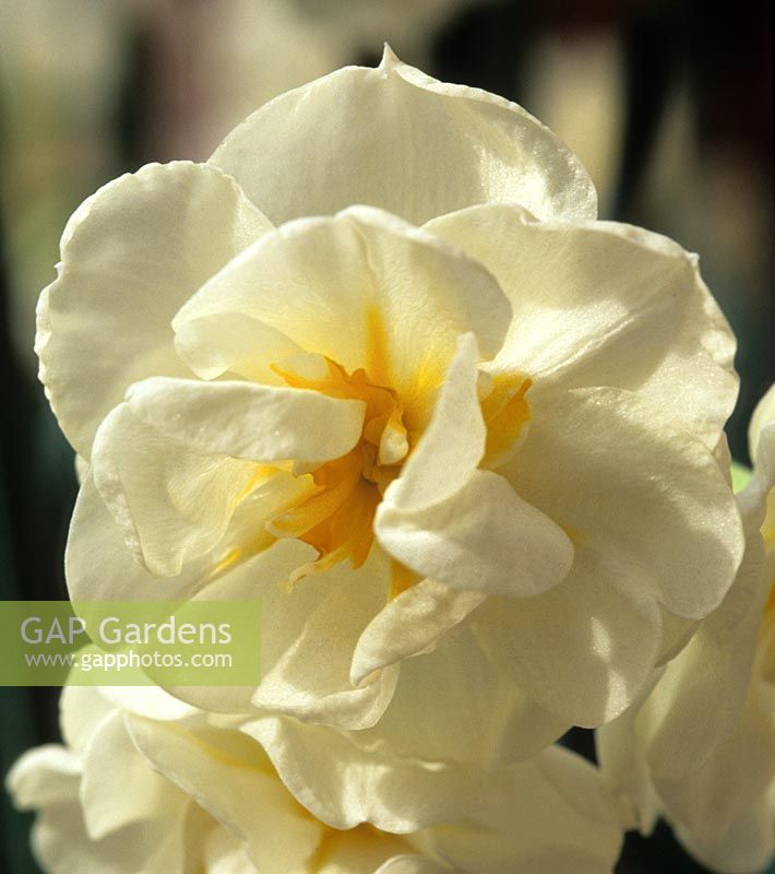 jonquille paperwhite Narcissus Avalanche jonquilles jaunes fleurs de printemps fleur