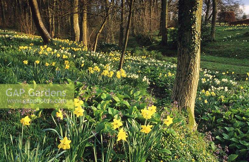 Vann Surrey jonquilles mixtes au printemps jardin boisé fleurs en bois jonquille fleur
