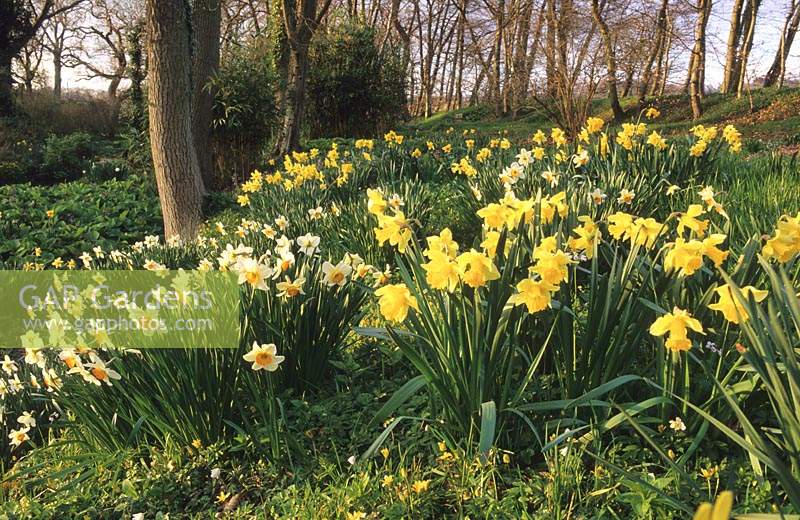 Vann Surrey jonquilles mixtes au printemps jardin boisé jonquille fleurs fleur