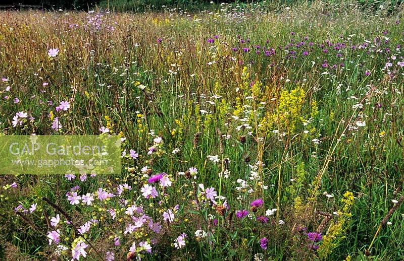Les Oast Houses Hampshire wildflower meadow 2007 sur un sol sablonneux moutons s sorrel ox eye marguerites musc mauve mauve moindre centaurée lady