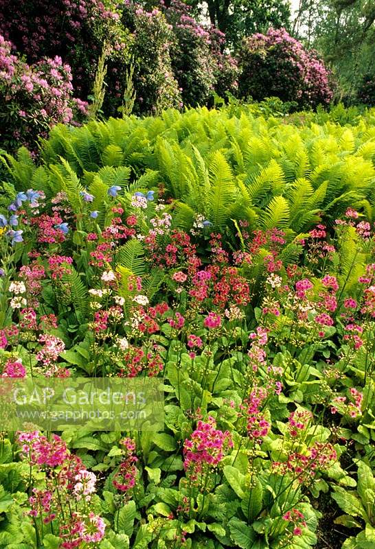 Savill Gardens Surrey Primula japonica avec fougères volant