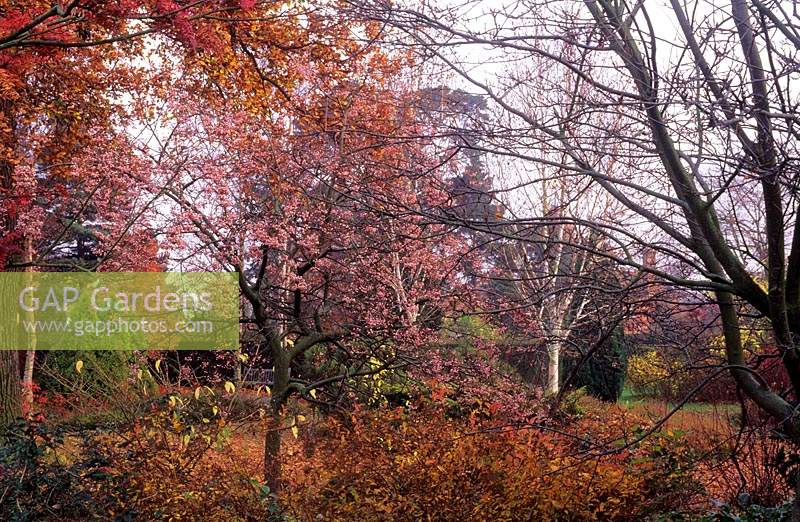 Jardin Capel Manor Middx en automne avec Sorbus